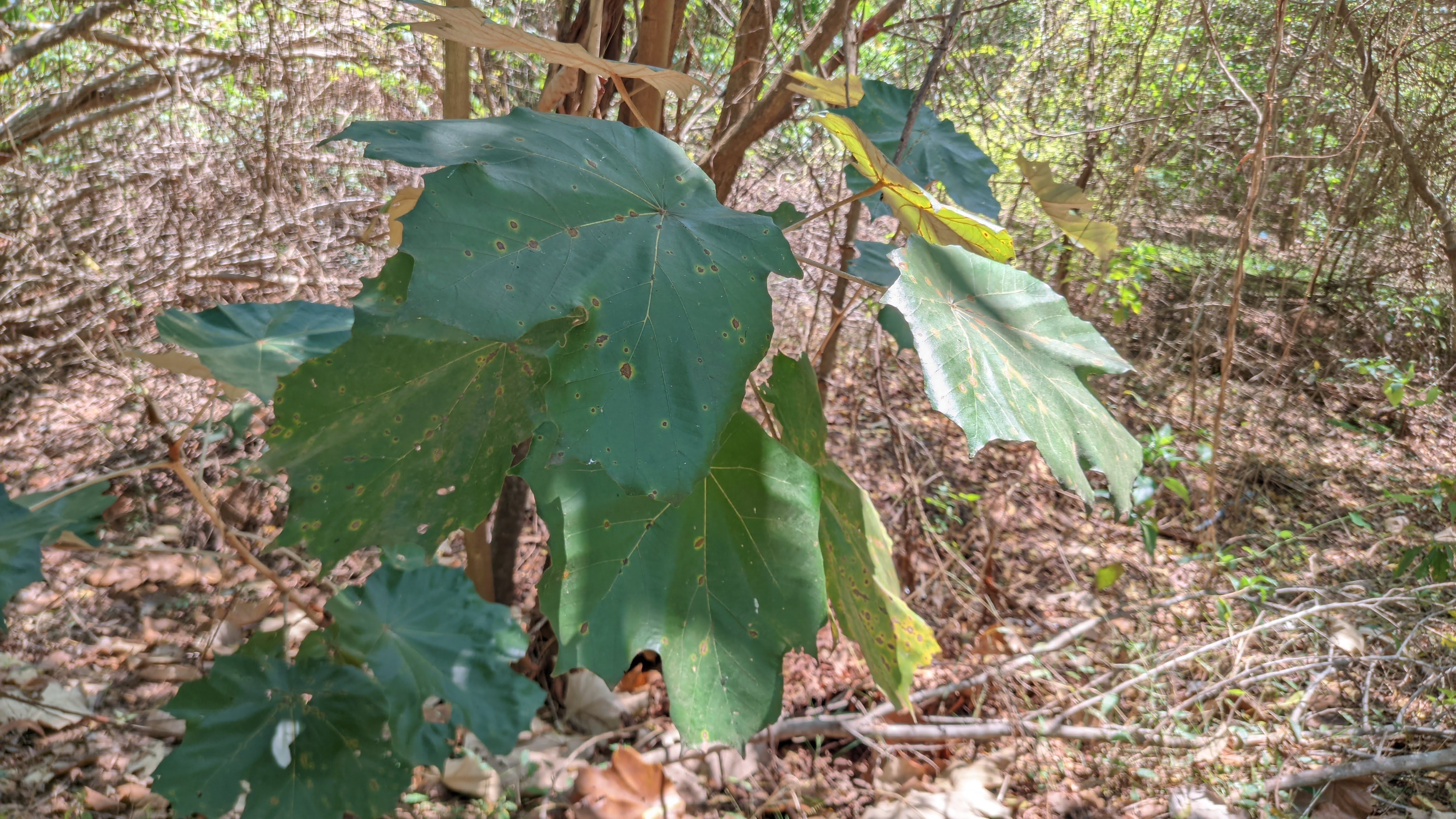 Empress Tree